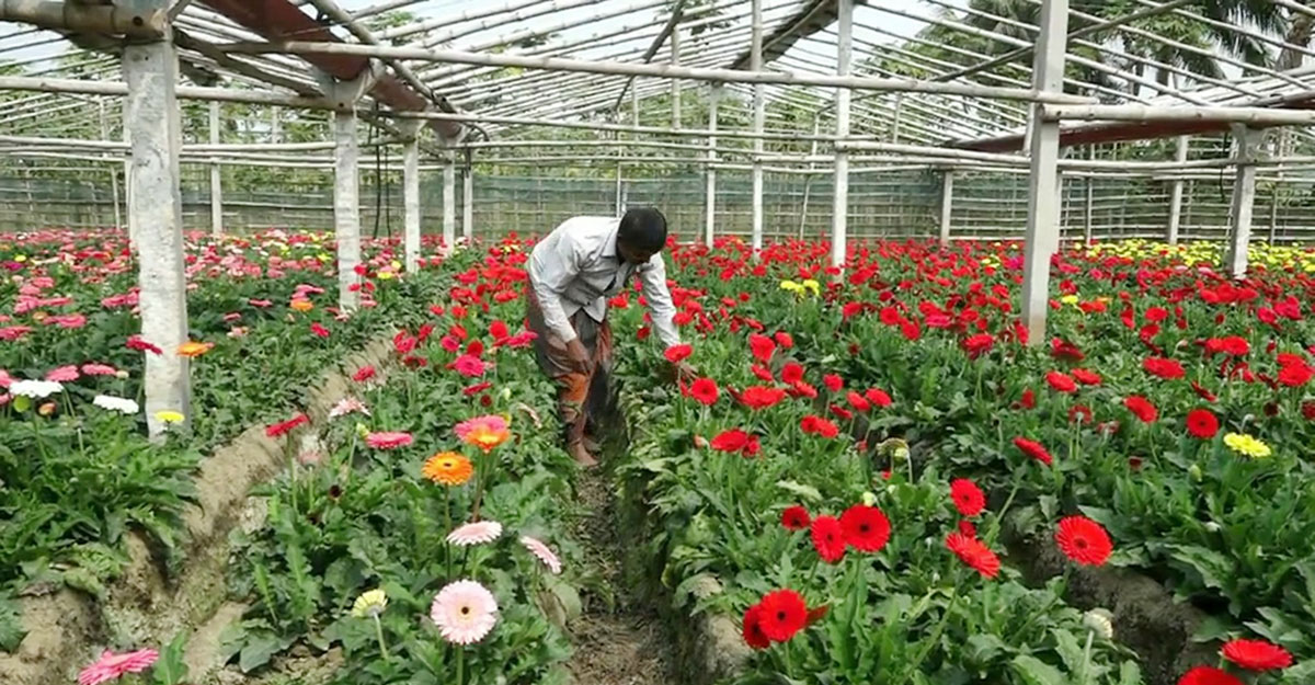 ফুলের রাজধানীর ফুলচাষিরা মহাব্যস্ত