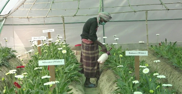 নানা জাতের বাহারি ফুল উৎপাদন হয়