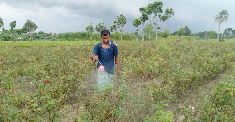 ফুলগাছে কীটনাশক প্রয়োগ করা হচ্ছে