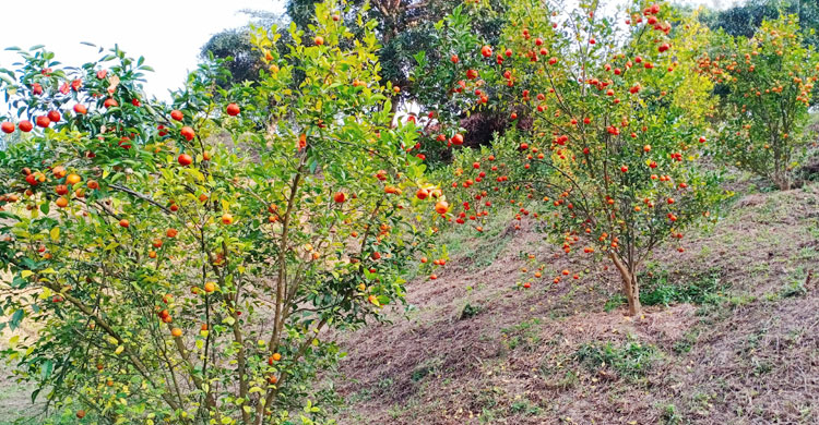 কমলাগাছে ঝুলছে কমলা