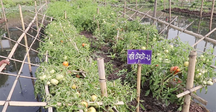 ভাসমান বেডে টমেটো চাষ