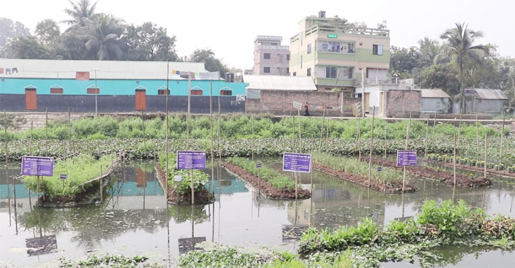 ভাসমান বেডে বিভিন্ন সবজি চাষ