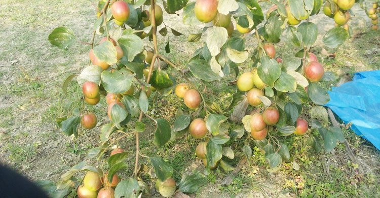 বাগানেই  ১০০-১২০ কেজি দরে বিক্রি হচ্ছে এসব কুল