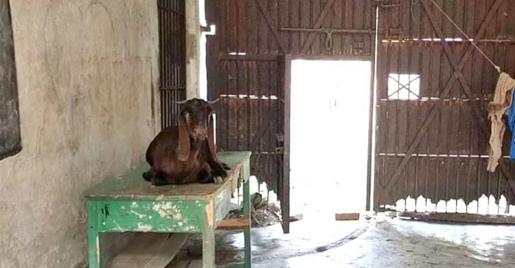 পরিত্যক্ত কারাগারে রাখা হচ্ছে গরু-ছাগল