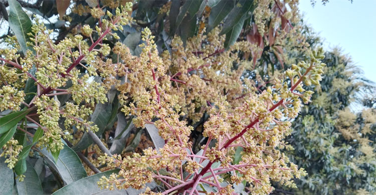 ফুটেছে আমের মুকুল