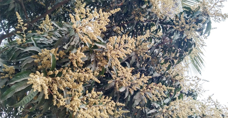 ম ম গন্ধ চারদিকে