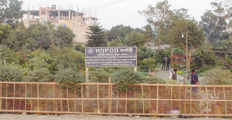 সব ধরনের চারা পাওয়া যায় এখানে