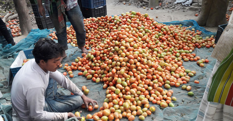 টেমেটো চাষে হাজারো কৃষকের ভাগ্য খুলে গেছে