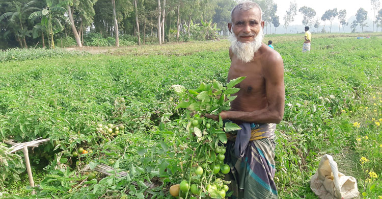 টমেটোচাষির মুখে হাসি