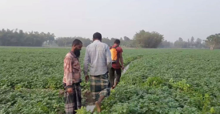 আলুখেত পরিচর্যা করছেন কৃষকরা