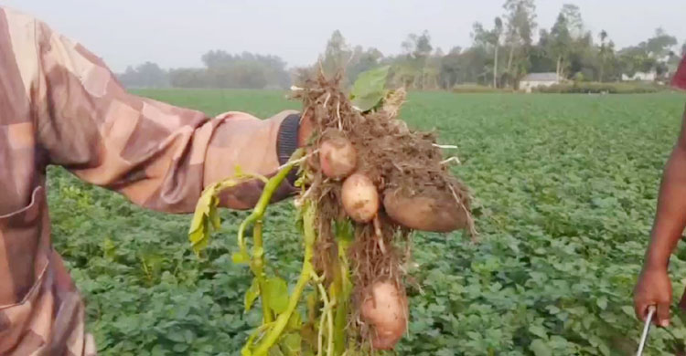 খেতের আলু দেখাচ্ছেন কৃষক