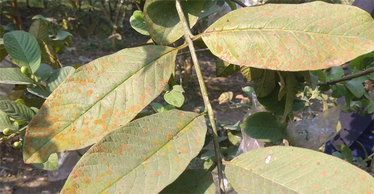 পেয়ারা পাতায় উইল্ট ছত্রাকের আক্রমণ