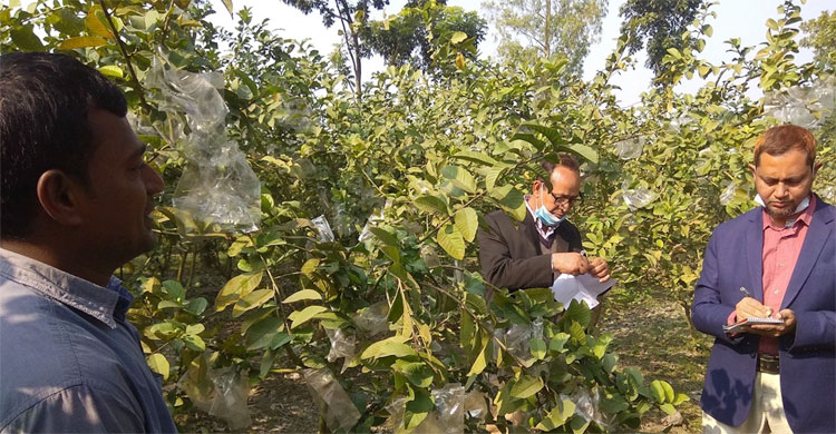 বাগান ঘুরে দেখছেন বৈজ্ঞানিক কর্মকর্তারা