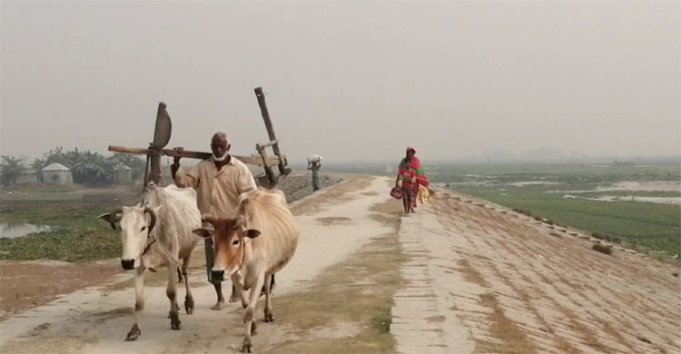 কাজ শেষে কৃষক লাঙল-গরু নিয়ে বাড়ি ফিরছেন