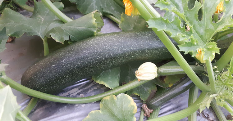 স্কোয়াশ গাছে ধরেছে ফল