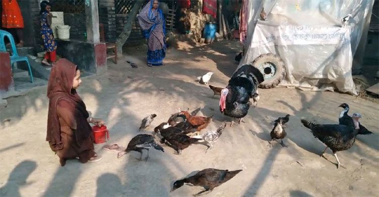 হাঁস-মুরগি পালন করেন শাহিদা