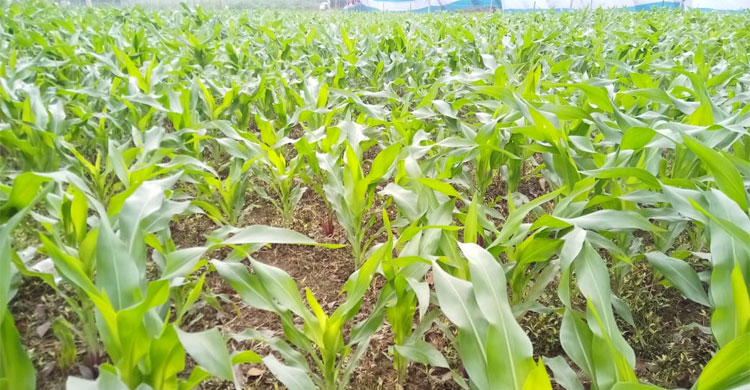 এবার চাষ বেড়েছে অনেক গুণ