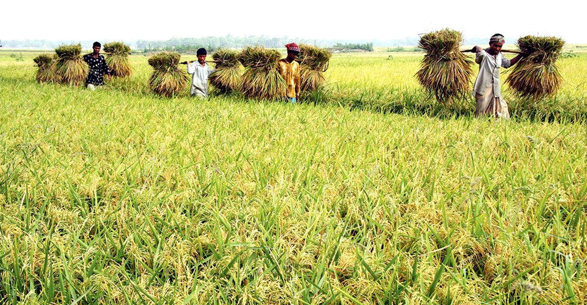 কৃষিঋণে অনীহা ১২ ব্যাংকের