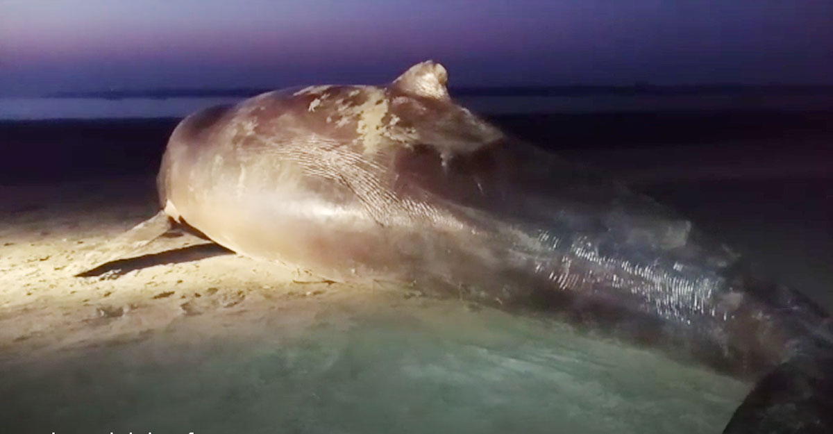 সৈকতে ভেসে এল মৃত ডলফিন