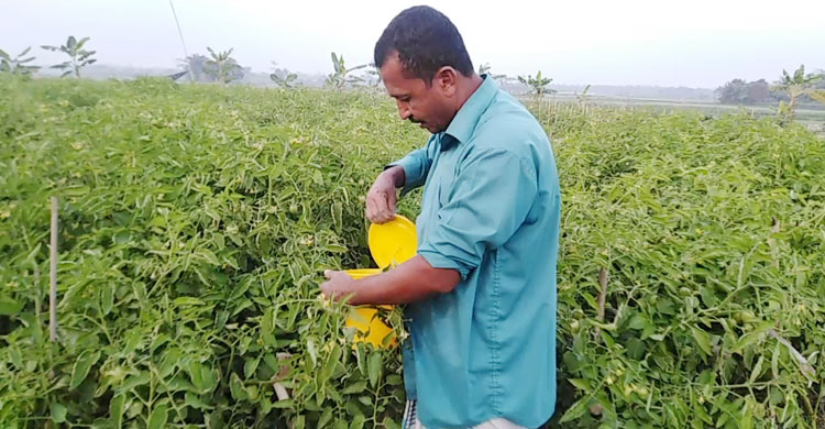 টমেটোর পরিচর্যা করছেন ফারুক