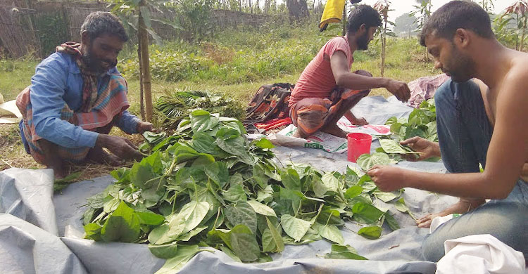 পান বাছাই করছেন পানচাষিরা