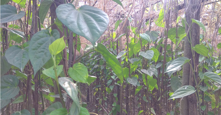 পানবরজে পাতা মেলছে পান