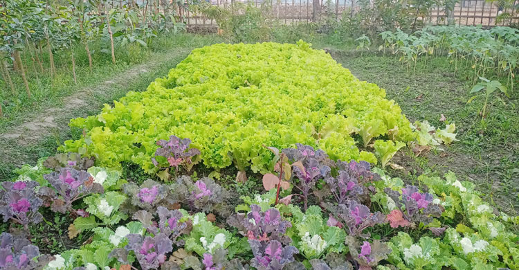 এই নার্সারিতে রয়েছে নানা ধরনের গাছের চারা