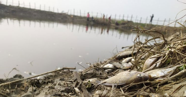 মরে ভেসে ওঠা মাছ