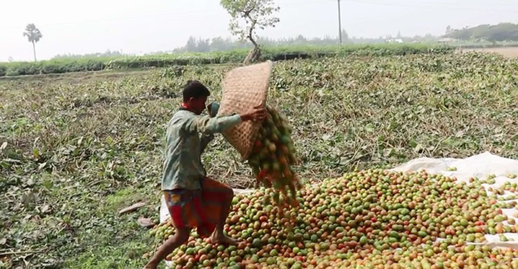 এক শিশু শ্রমিক টমেটো স্তূপ করছে