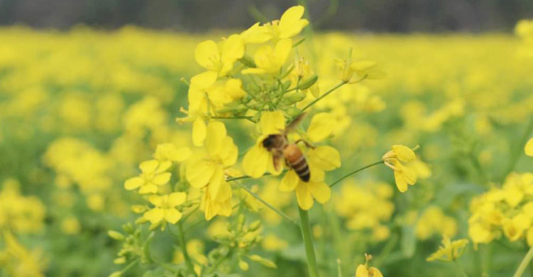 সরিষা ফুল থেকে মধু আহরণ করছে মৌমাছি
