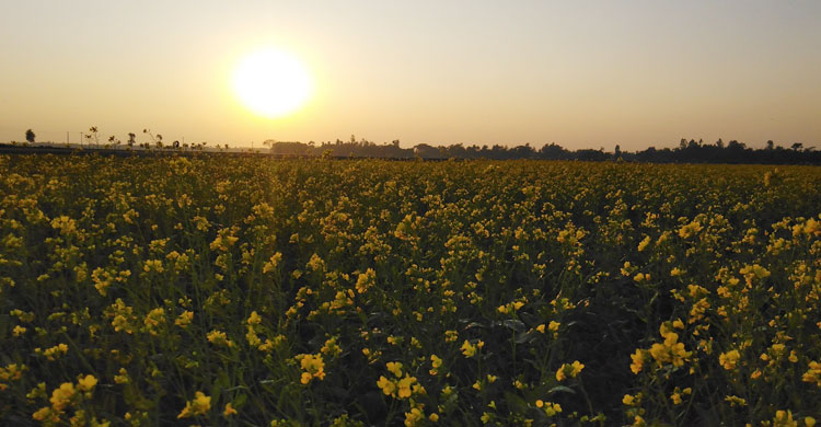 সূর্যের কিরণ সরিষাখেতের শোভাবর্ধন বাড়িয়ে দিয়েছে