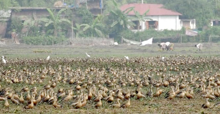 বিভিন্ন প্রজাতির পাখি দেশ-বিদেশ থেকে আসে