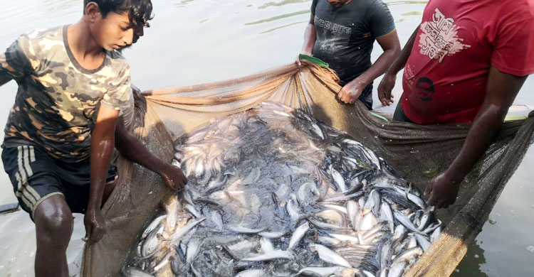 অল্প কয়েকজন চাষির মাধ্যমে শুরু হয়ে এখন পাবদাচাষির সংখ্যা দাঁড়িয়েছে ১০০-তে