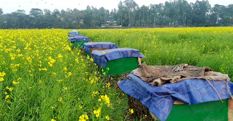 সারি সারি বাক্সে চলছে মধুচাষ