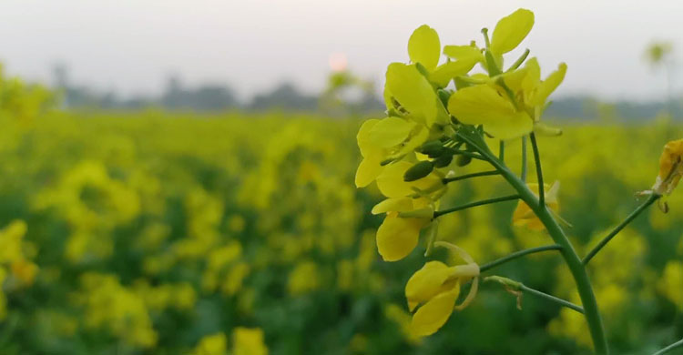 দিগন্তজোড়া মাঠের হলুদ আভা যেন প্রকৃতির চাদর