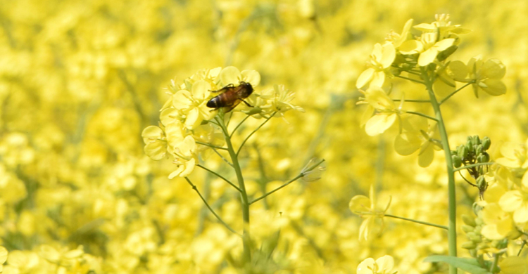 রংপুরে সরিষার আবাদ