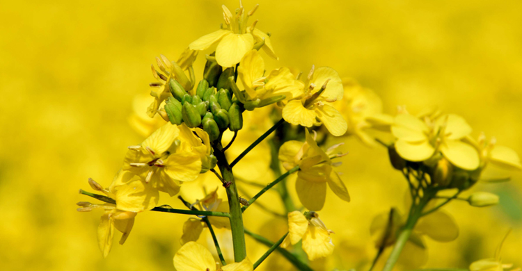 রংপুরে সরিষার আবাদ