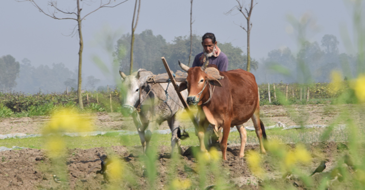 রংপুরে সরিষার আবাদ