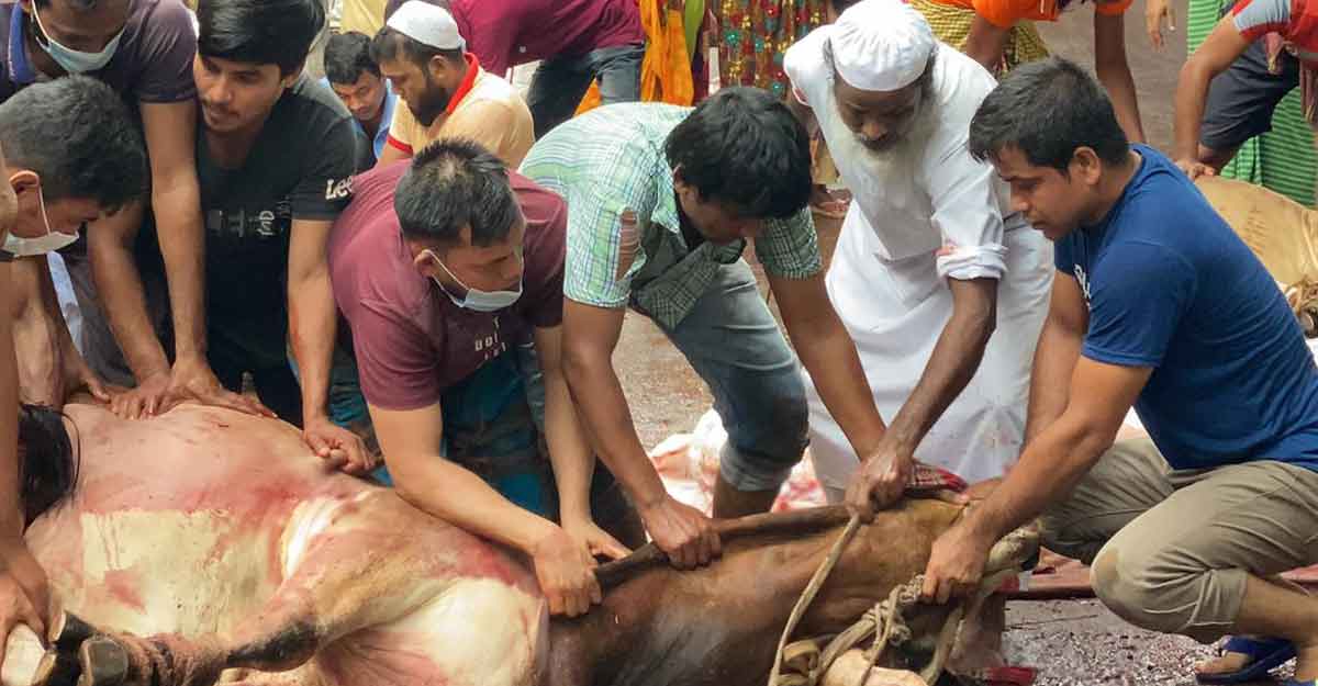 নামাজ শেষে পশু কোরবানি দিচ্ছেন মুসল্লিরা