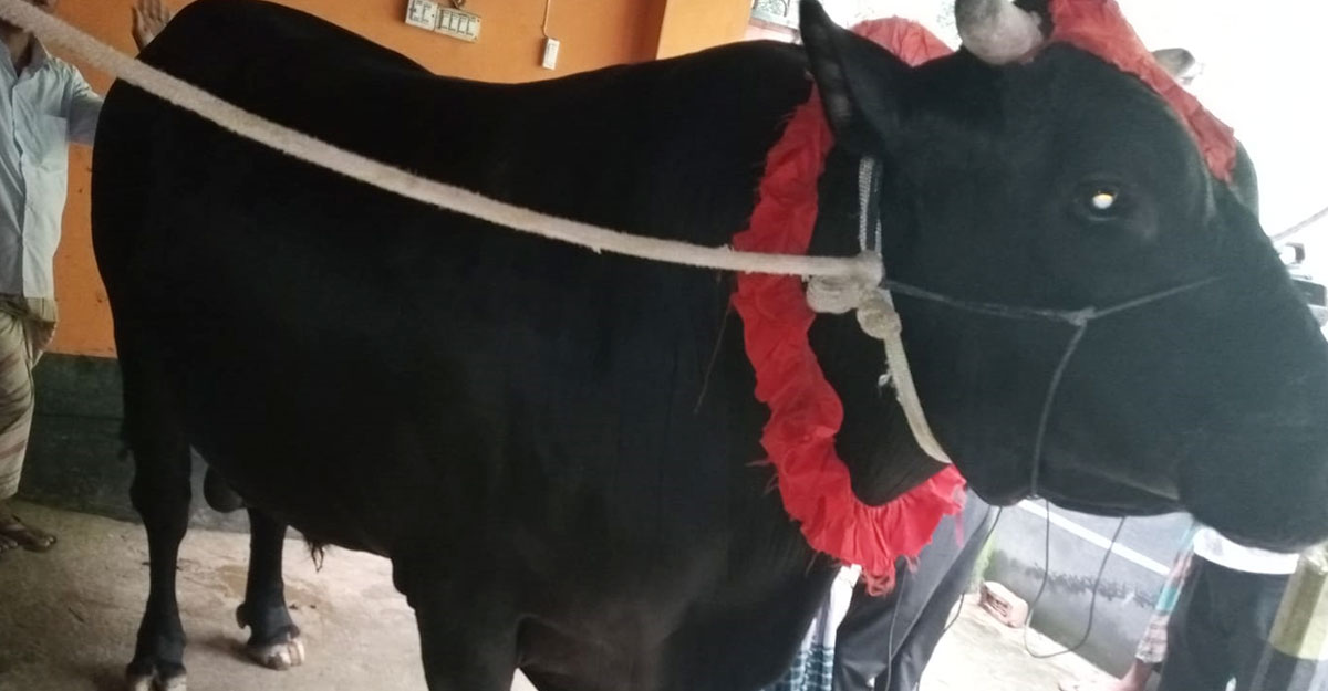 রংপুরের সবচেয়ে বড় গরু ‘বাহাদুর-ভদ্র’, দাম ৪৫ লাখ