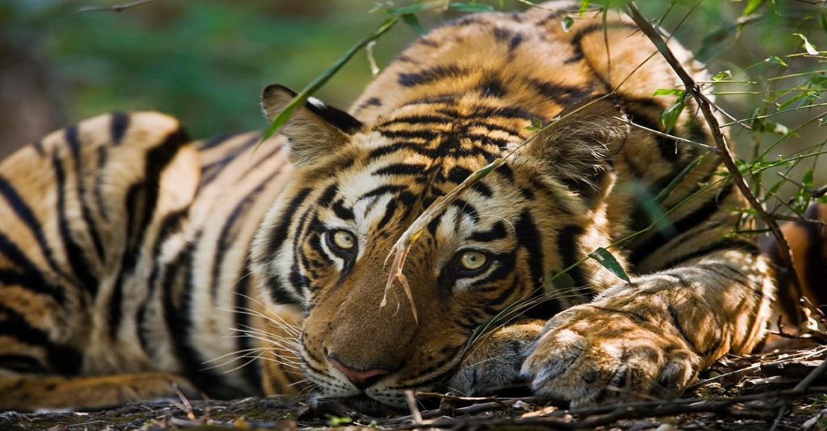 No progress to increase tiger population