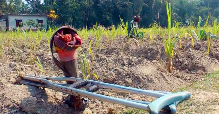 জমিতে কাজ করার আগে খুলে রাখেন কৃত্রিম পা