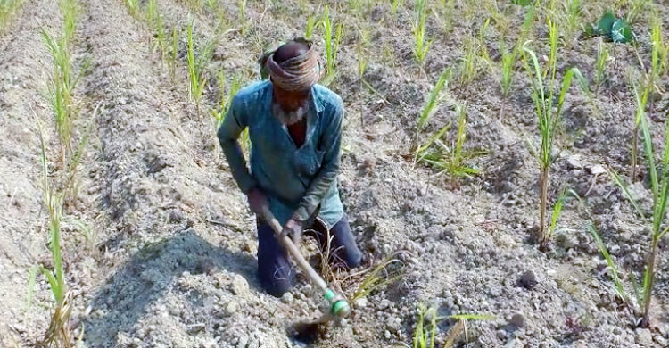 এক পায়ে ভর করেই জমিতে কাজ করেন বিল্লাল হোসেন