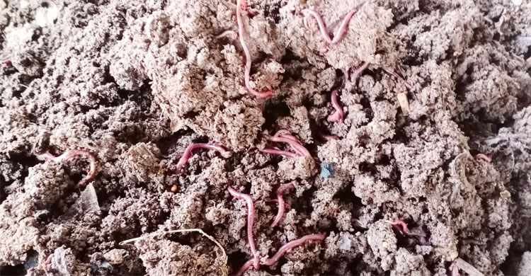 এপিজিক বা এন্ডিজিক নামের এক প্রজাতির কেঁচো কিনে এনে ছেড়ে দেন ট্যাংকিতে