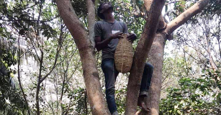 পাখির জন্য গাছে খাঁচা বাঁধা হচ্ছে