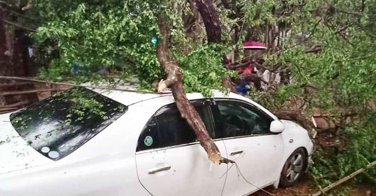 ঝড়ে ডাল ভেঙে পড়ল কারের ওপর, বেঁচে গেলেন ৫ জন
