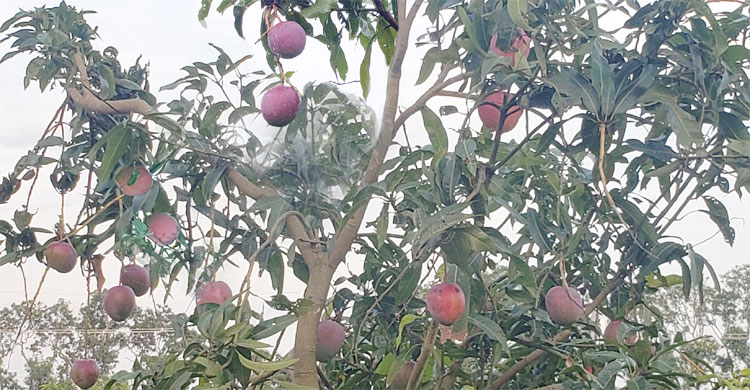 বারি-১৪ আম