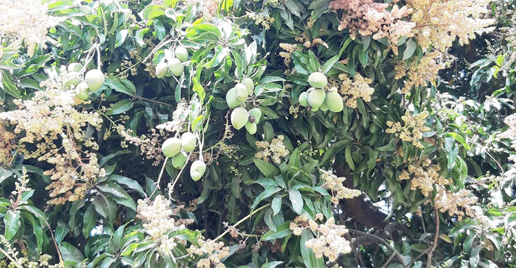 বারি-১৪ আম