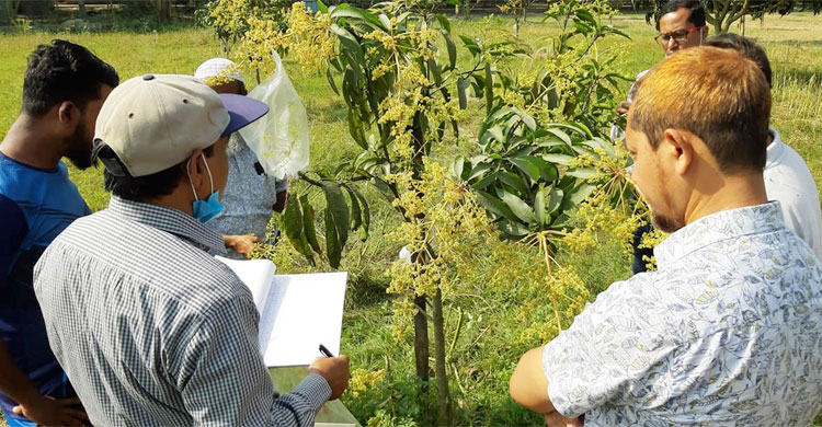 মুকুলে বারি-৪ আমের পরীক্ষা চালান গবেষকরা