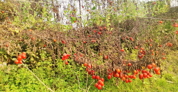 টমেটো পেকে মাটিতেই ঝরে পড়ে